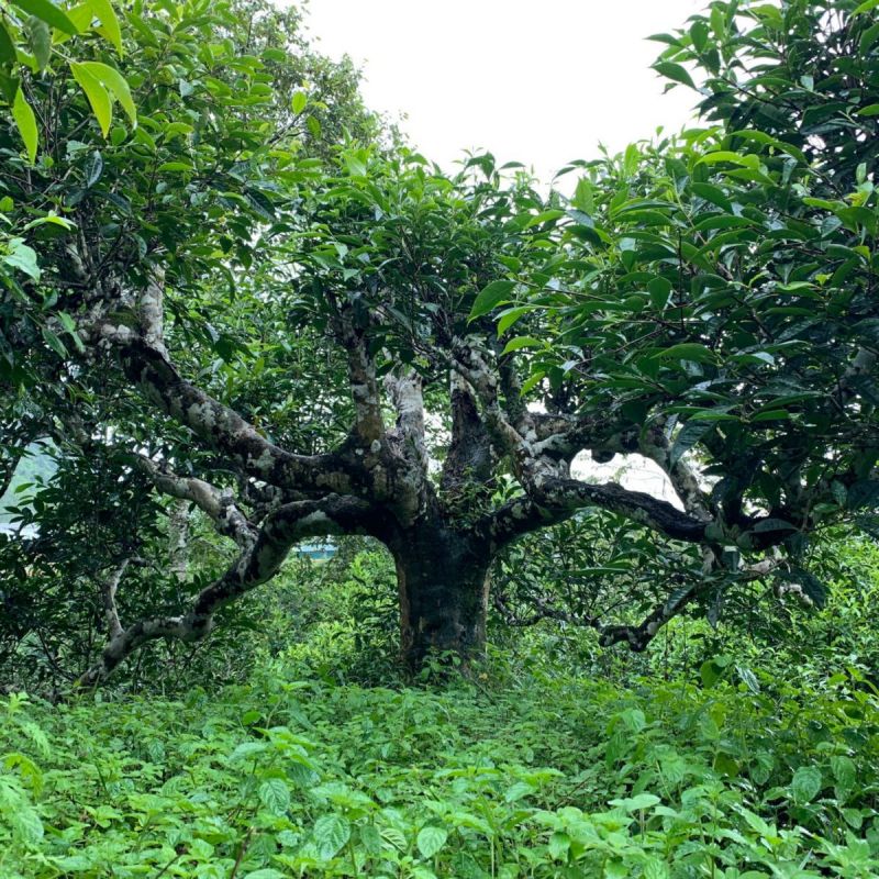 TRÀ PHỔ NHĨ